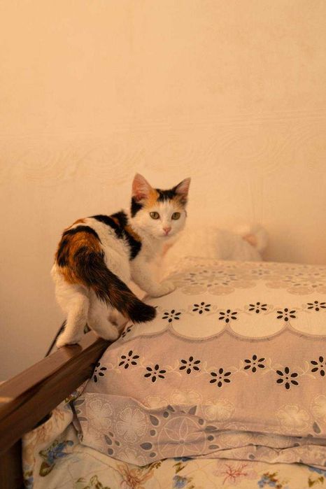 Отдам в добрые руки котенка (девочку) 1,5-2 месяца