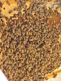 Пчелни семейства (Отводки)