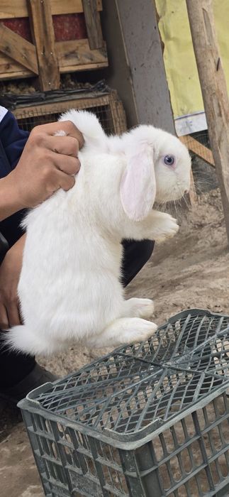 Karlik quyon sotiladi