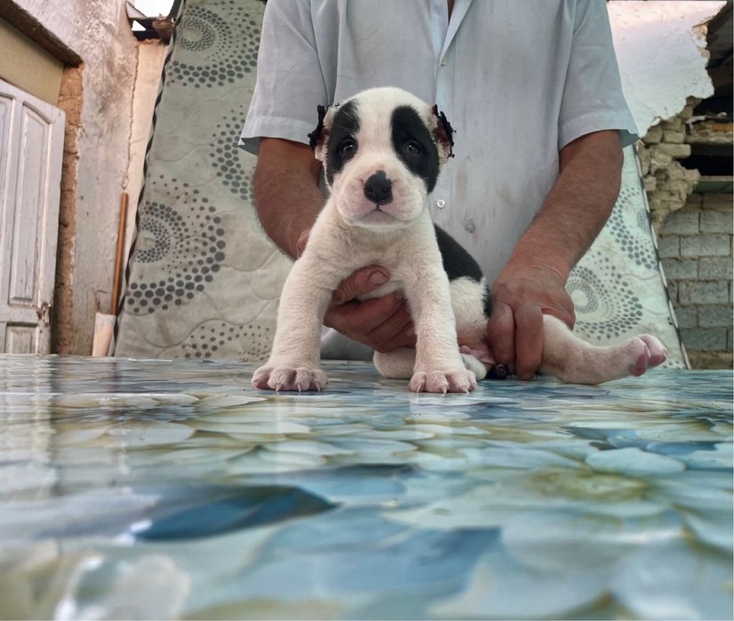 Щенок Туркменского Алабая ( чистокровный )