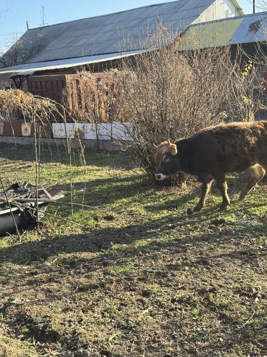Продается бычок с телкой