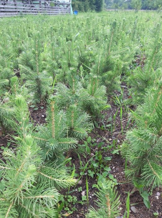 Puieti molid argintiu 4 ani - Picea pungens Glauca San Juan, Colorado