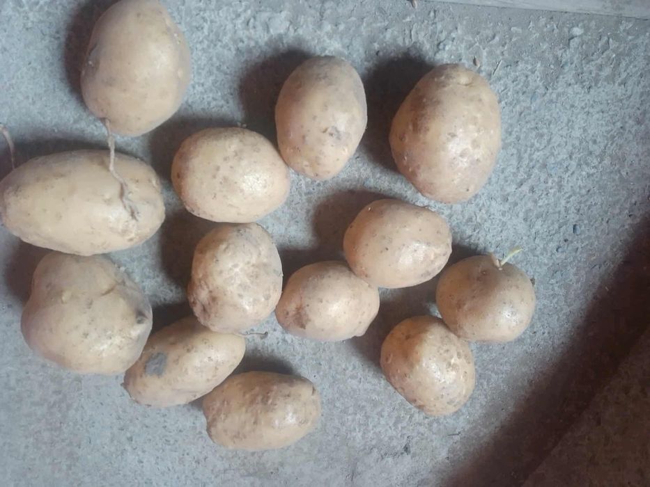 Vând cartofi samanta alb si rosu
