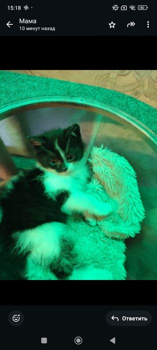 Отдам котят в хорошие руки