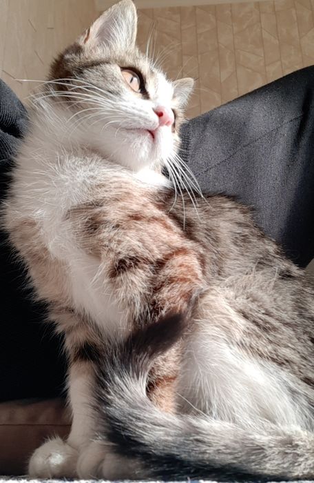 Милый котик ищет семью