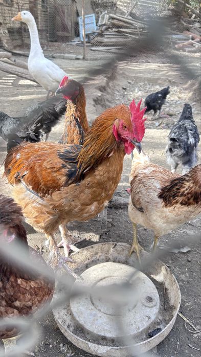 Петухи/xuroz sotiladi otasi Brama onasi mestniy