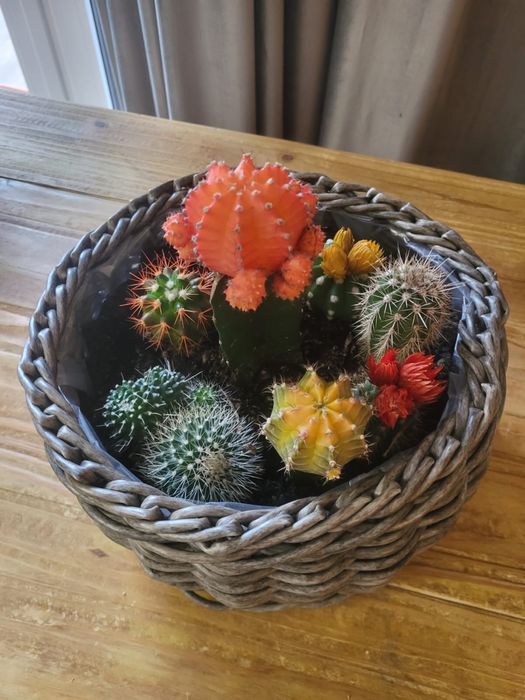 Aranjament cu cactuși naturali, 25x25 cm, înălțime 24 cm.
