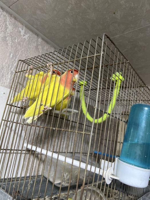 Попугай нерозлушка