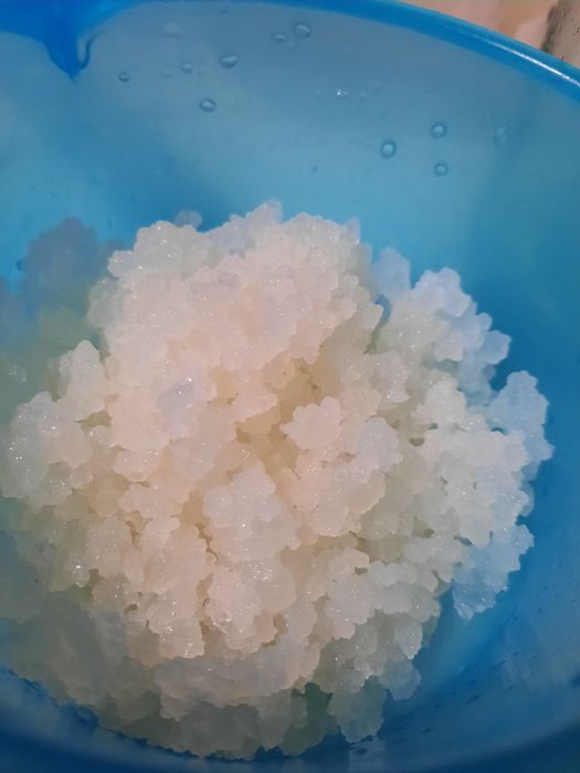 Granule de kefir de apa