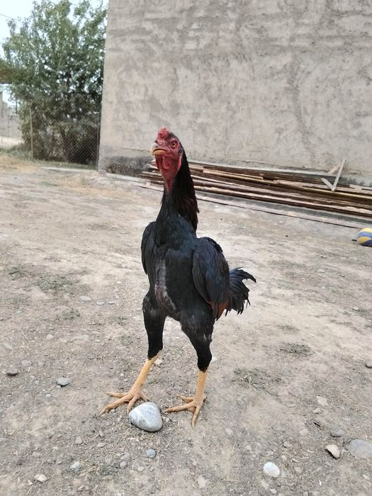 Дакан шоже сатылады