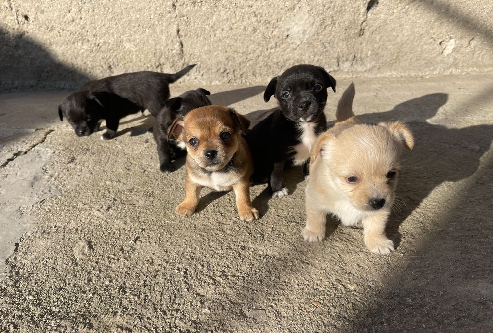 Мини чихупинчери чихуахуа пинчер