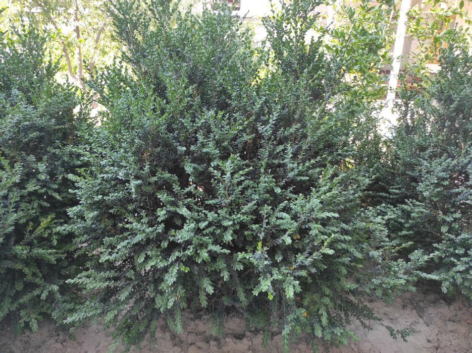 Shamshod 8yilgi bahor nafasi