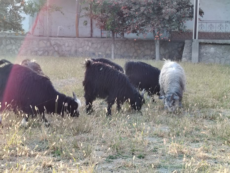 Moda  qisir uloqlar sotiladi