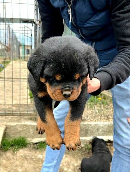 Vand pui Rottweiler cu pedigree