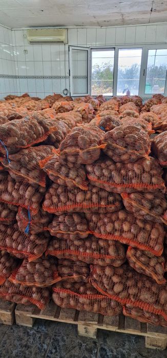 Cartofi Albi Consum 0.80 bani/kg