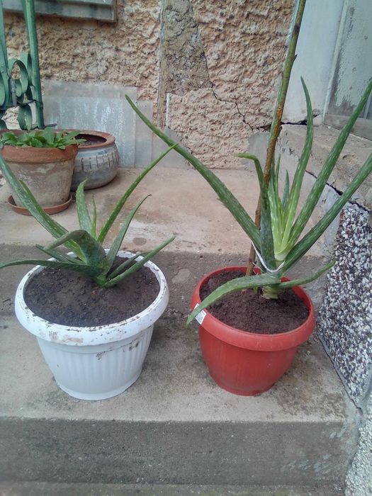 Алое Вера лечебно