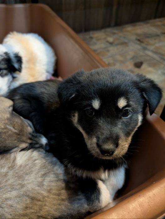 Подарявам кученца в Старо село