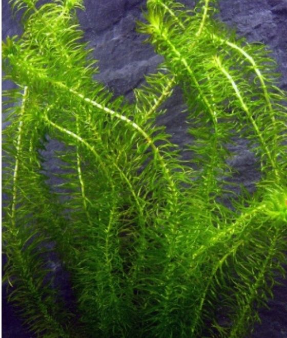 Продам растение ЭЛОДЕЯ!!!