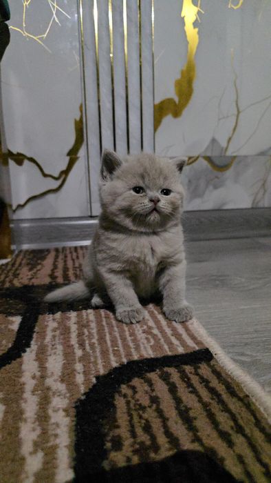 Британские девичка и мальчик тоза парода