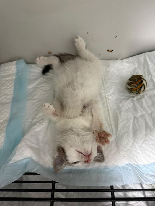 Малко женско коте търси дом