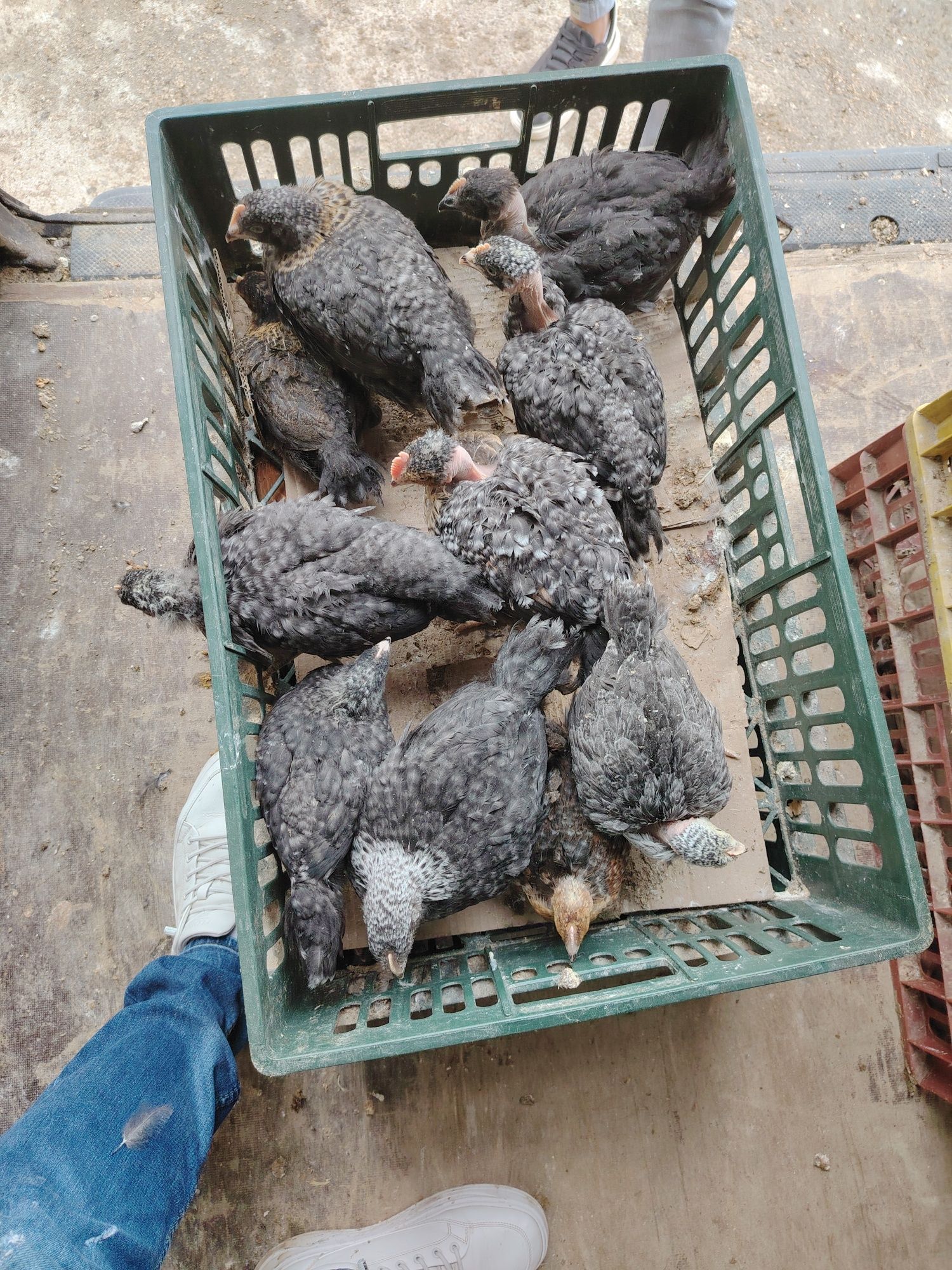 Pui albi de carne și rasa mixta