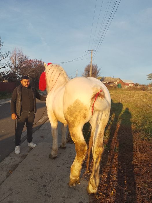 De vazare harmasar de 9 ani cuminte sănătos probe la fata locului