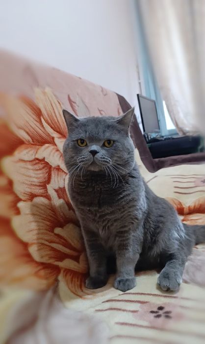 Продается кот породы скоттиш страйт. В городе Чирчик.Sotiladi skottish