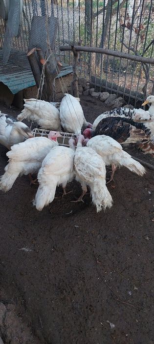 Продам индюков можно на мясо