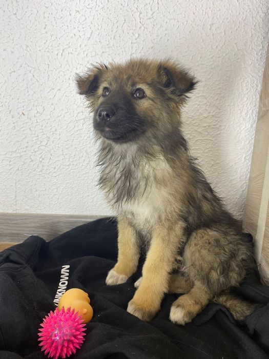 Ищем дом красивой пушистой девочке щеночку