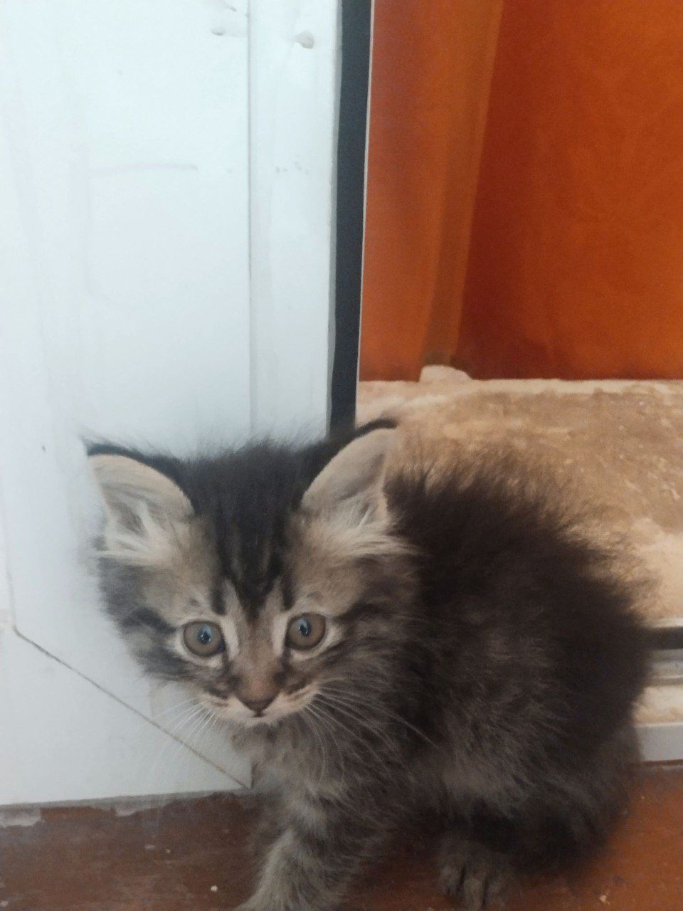 Котята бесплатно
