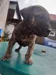 Vand catea presa canario 1000 lei