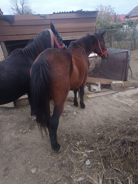 Vând iapa de vânzare are 10ani