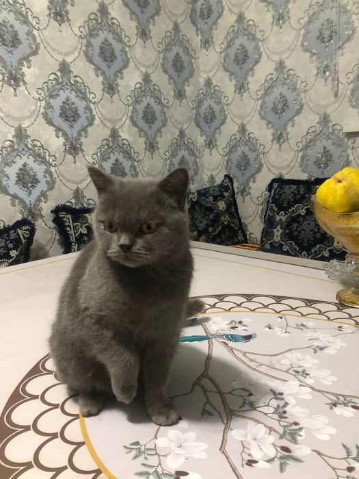 Birtaniski mushuk qiz bola