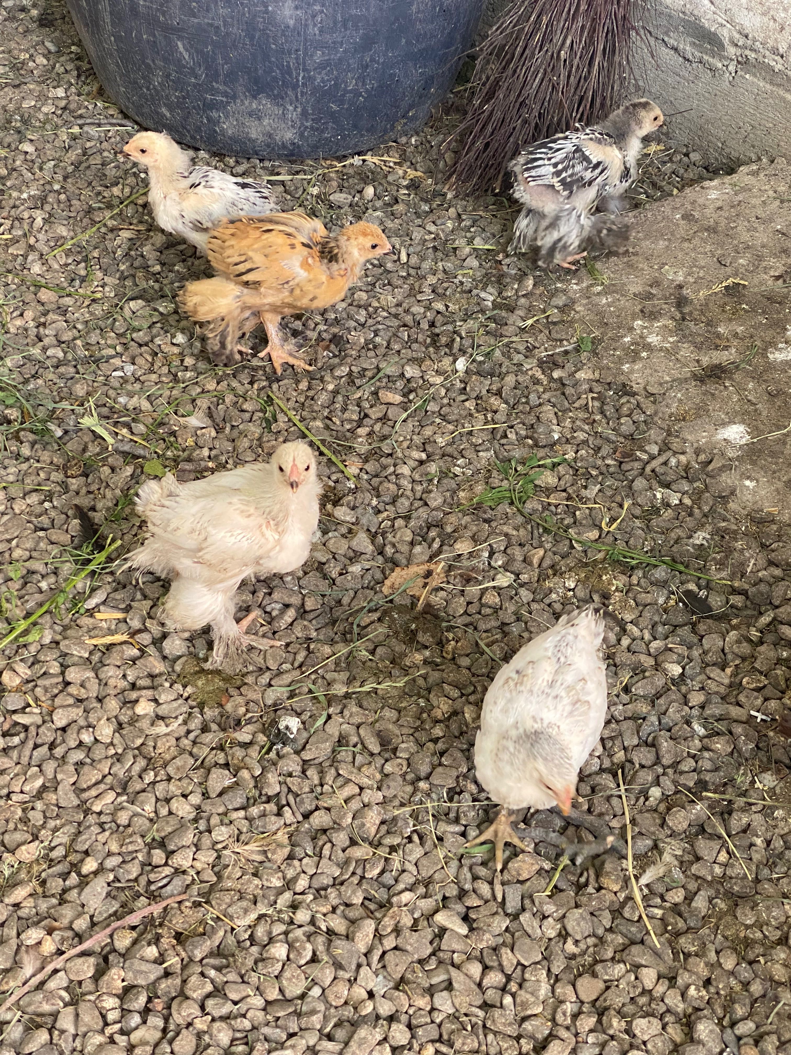 De vânzare ouă și pui de găini brahma