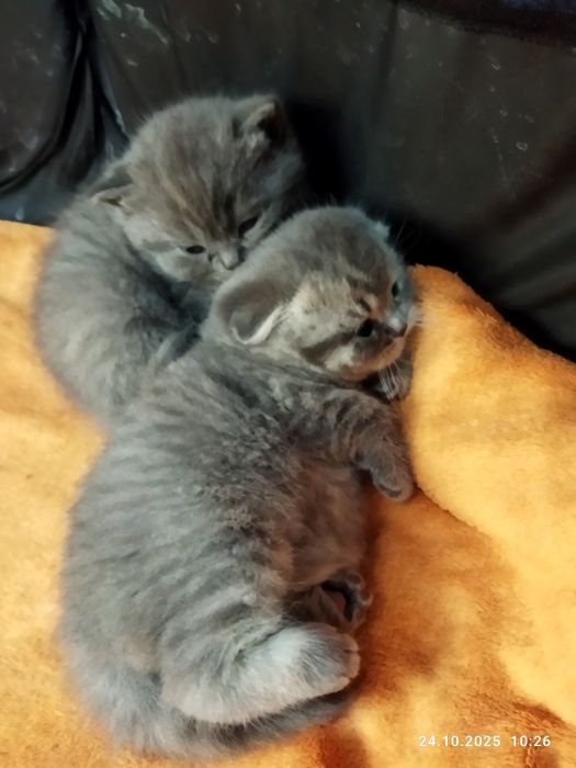 Готовяться к продаже котята