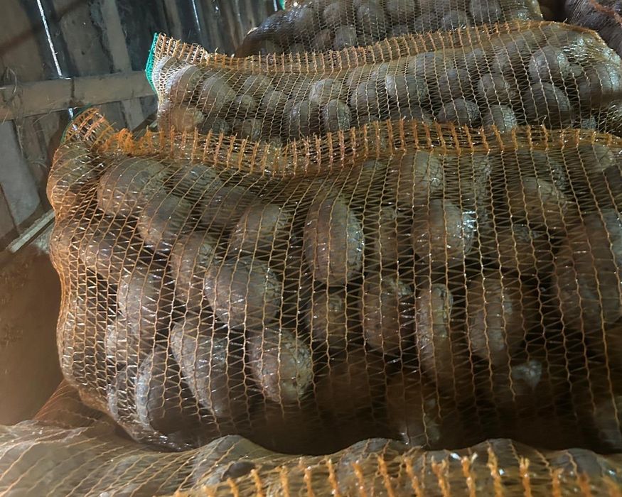 Vand cartofi consum si samanta