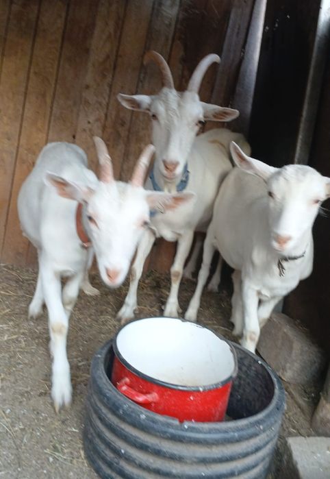 Capră Sannen 3-4litri la zi a 3 fatare 1600lei