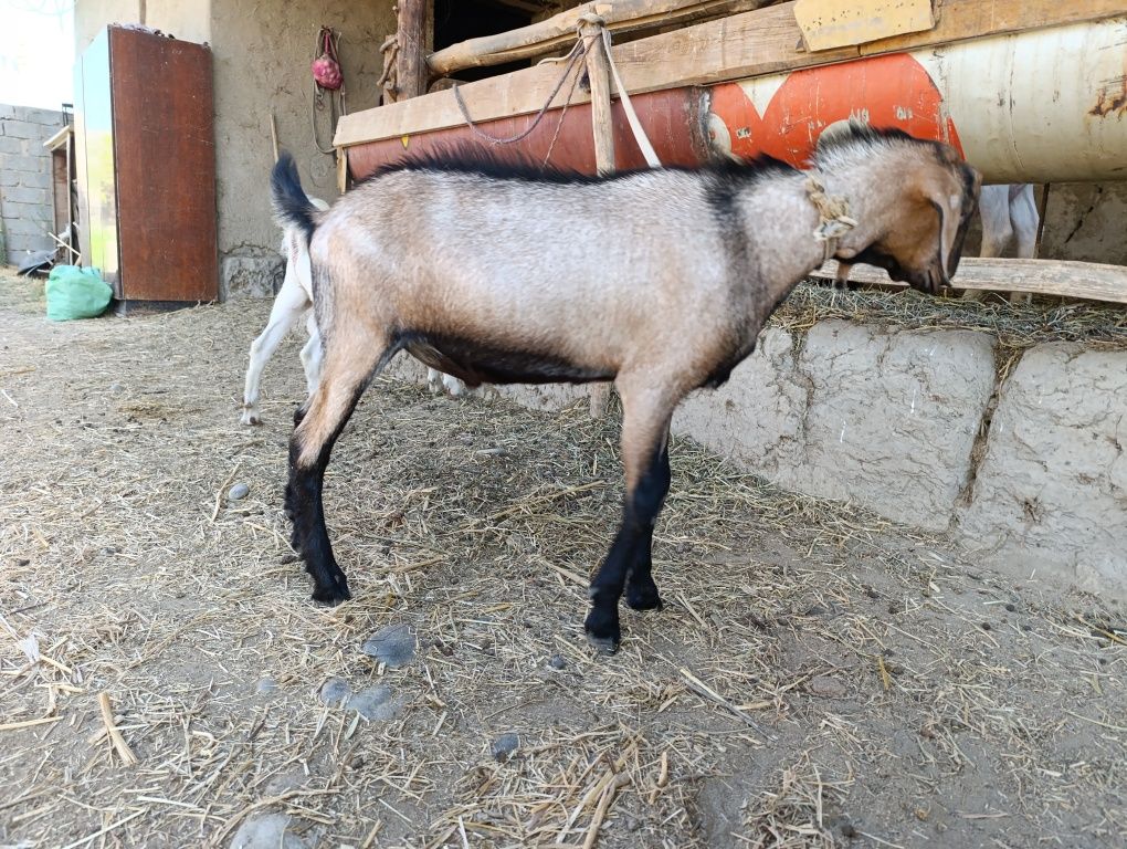 Zotdor echkilar.