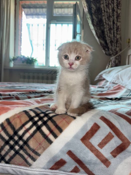 Skottish fold mushuk