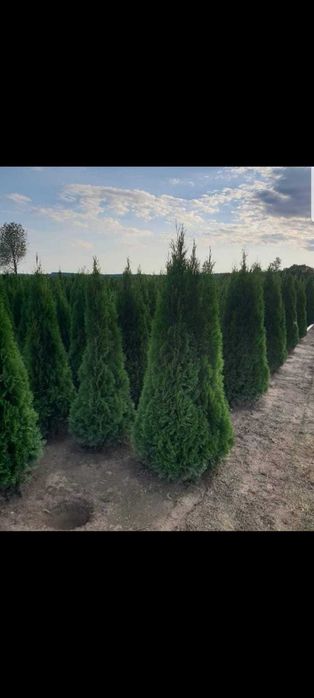 Livrare rapidă și plantare profesională la cerere