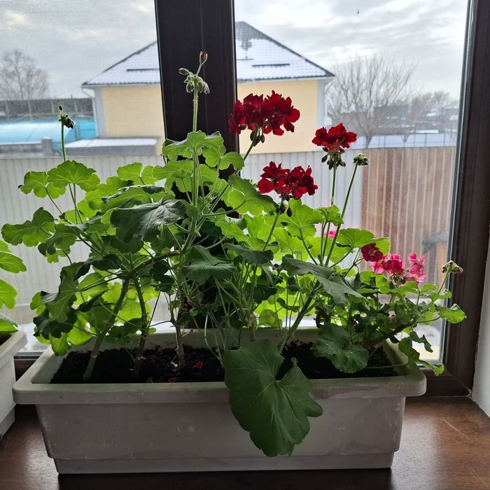 Продам комнатные цветы!