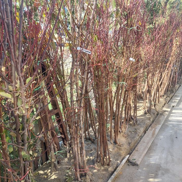 Pomi fructiferi de toate soiurile – altoiți, sănătoși și productivi