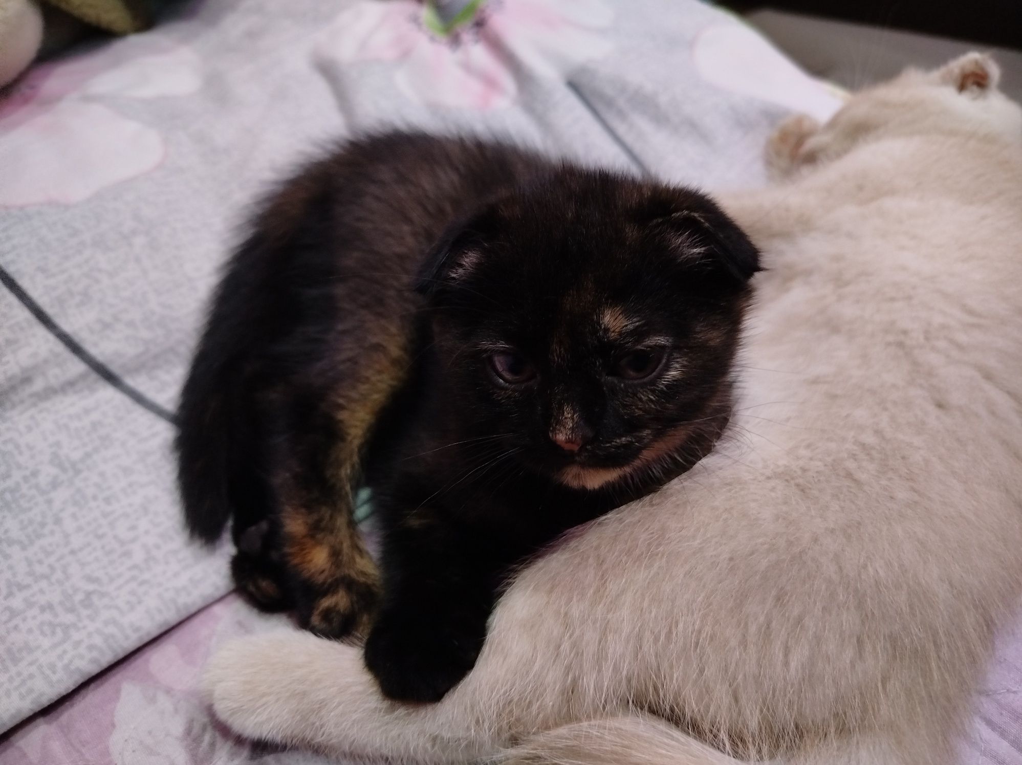 Вислоухие Котёнки