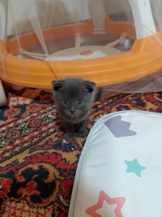 Котята скотиш фолд