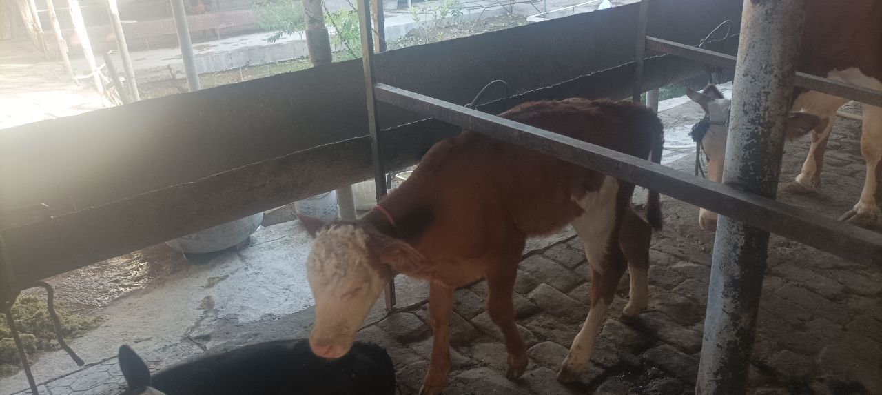 Ona bola sigir sotiladi