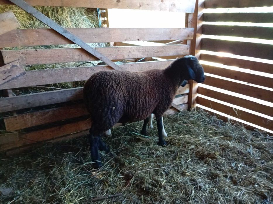 Berbecut carabas sarbesc cu dorper