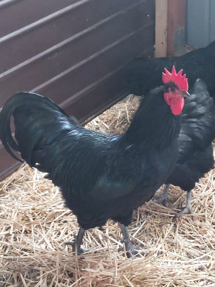 Oua -Australorp -pentru incubat