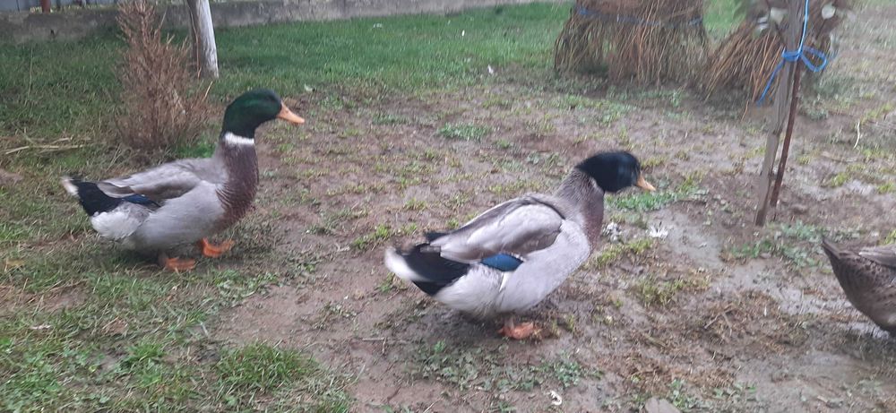 Vand ratoi  rasa mixta Rouene