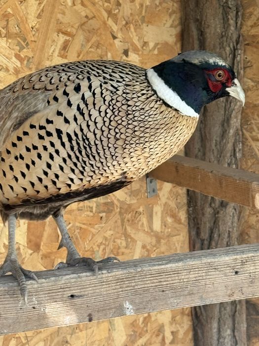 Fazani comuni perechi sau separat