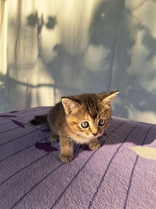 Mushuk sotiladi 2 ta